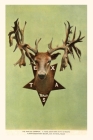 Vintage Journal Deer Trophy Head with 78 Points By Found Image Press (Producer) Cover Image