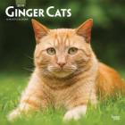 Ginger Cats 2019 Square Cover Image