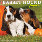 Just Basset Hound Puppies 2023 Wall Calendar By Willow Creek Press Cover Image