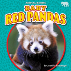 Baby Red Pandas By Jennifer Boothroyd Cover Image