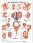 The Urinary Tract Anatomical Chart By Anatomical Chart Company (Prepared for publication by) Cover Image