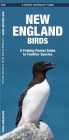 New England Birds: A Folding Pocket Guide to Familiar Species (Pocket Naturalist Guide) By James Kavanagh, Waterford Press, Raymond Leung (Illustrator) Cover Image