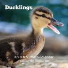 Ducklings 8.5 X 8.5 Calendar September 2019 -December 2020: Monthly Calendar with U.S./UK/ Canadian/Christian/Jewish/Muslim Holidays-Cute Duck By Dazzle Book Press Cover Image