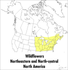 A Peterson Field Guide To Wildflowers: Northeastern and North-central North America (Peterson Field Guides) Cover Image