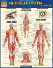 Muscular System Advanced By Vincent Perez Cover Image