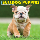 Just Bulldog Puppies 2024 12 X 12 Wall Calendar By Willow Creek Press Cover Image