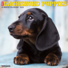 Just Dachshund Puppies 2023 Wall Calendar By Willow Creek Press Cover Image