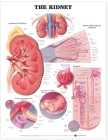 The Kidney Anatomical Chart Cover Image