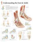 Understanding the Foot & Ankle Chart: Wall Chart Cover Image