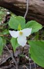 Your Mini Notebook! Vol. 62: the beauty of the white trillium along the forest path Cover Image