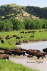 American Buffalo: Buffalo in River By Tara Pearl Cover Image