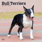 Bull Terriers 2020 Square Cover Image