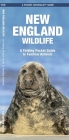 New England Wildlife: A Folding Pocket Guide to Familiar Animals (Pocket Naturalist Guide) By James Kavanagh, Waterford Press, Raymond Leung (Illustrator) Cover Image