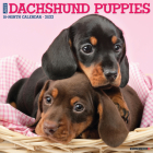 Just Dachshund Puppies 2022 Wall Calendar (Dog Breed) Cover Image