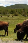 American Buffalo: Grazing By Tara Pearl Cover Image