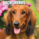 Just Dachshunds 2023 Wall Calendar By Willow Creek Press Cover Image