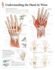 Understanding the Hand & Wrist Chart: Wall Chart Cover Image