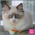Cute Ragdoll Cat 2022 Calendar: Official Ragdoll Calendar 2022, 16 Month Square Calendar Cover Image