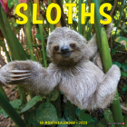 Sloths 2023 Wall Calendar By Willow Creek Press Cover Image