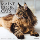 Just Maine Coon Cats 2023 Wall Calendar By Willow Creek Press Cover Image
