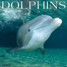 Dolphins 2025 12 X 12 Wall Calendar Cover Image