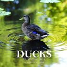 Ducks Calendar 2019: 16 Month Calendar Cover Image