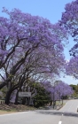 Notebook: jacaranda trees Queensland Australia Australian spring Cover Image