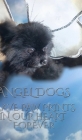 Angel Dogs in Heaven Cover Image