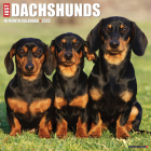 Just Dachshunds 2022 Wall Calendar (Dog Breed) Cover Image