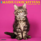 Just Maine Coon Kittens 2023 Wall Calendar Cover Image