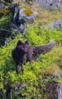 Notebook: Arctic Fox Iceland Nature Wildlife Predator Cover Image