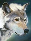 Wolf Notebook: 8.5 X 11 202 College Ruled Pages By College Notebooks Cover Image