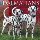 Just Dalmatians 2023 Wall Calendar By Willow Creek Press Cover Image