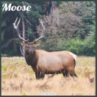 Moose 2021 Wall Calendar: Official ELK Moose Calendar 2021 By Today Wall Calendrs 2021 Cover Image