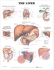 The Liver Anatomical Chart Cover Image
