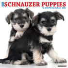 Just Schnauzer Puppies 2025 12 X 12 Wall Calendar By Willow Creek Press Cover Image