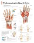 Understanding the Hand & Wrist Chart: Laminated Wall Chart Cover Image