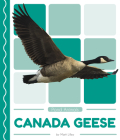 Canada Geese By Matt Lilley Cover Image