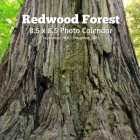 Redwoods Trees 8.5 X 8.5 Calendar September 2021 -December 2022: Monthly Calendar with U.S./UK/ Canadian/Christian/Jewish/Muslim Holidays-Travel Holid By Lynne Book Press Cover Image