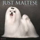 Just Maltese 2023 Wall Calendar By Willow Creek Press Cover Image