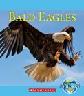 Bald Eagles By Emily J. Dolbear Cover Image
