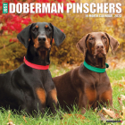 Just Dobermans 2023 Wall Calendar By Willow Creek Press Cover Image