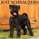 Just Schnauzers 2025 12 X 12 Wall Calendar By Willow Creek Press Cover Image