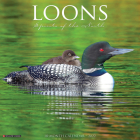 Loons 2022 Wall Calendar By Willow Creek Press Cover Image