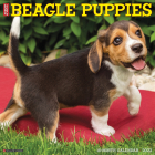 Just Beagle Puppies 2023 Wall Calendar By Willow Creek Press Cover Image