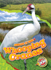 Whooping Cranes (Animals at Risk) Cover Image