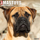 Just Mastiffs 2023 Wall Calendar By Willow Creek Press Cover Image