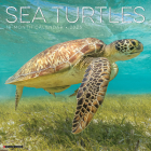Sea Turtles 2025 12 X 12 Wall Calendar Cover Image