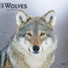 Wolves 2024 Square By Browntrout (Created by) Cover Image