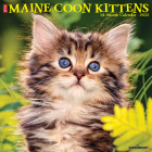 Just Maine Coon Kittens 2022 Wall Calendar (Cat Breed) By Willow Creek Press Cover Image